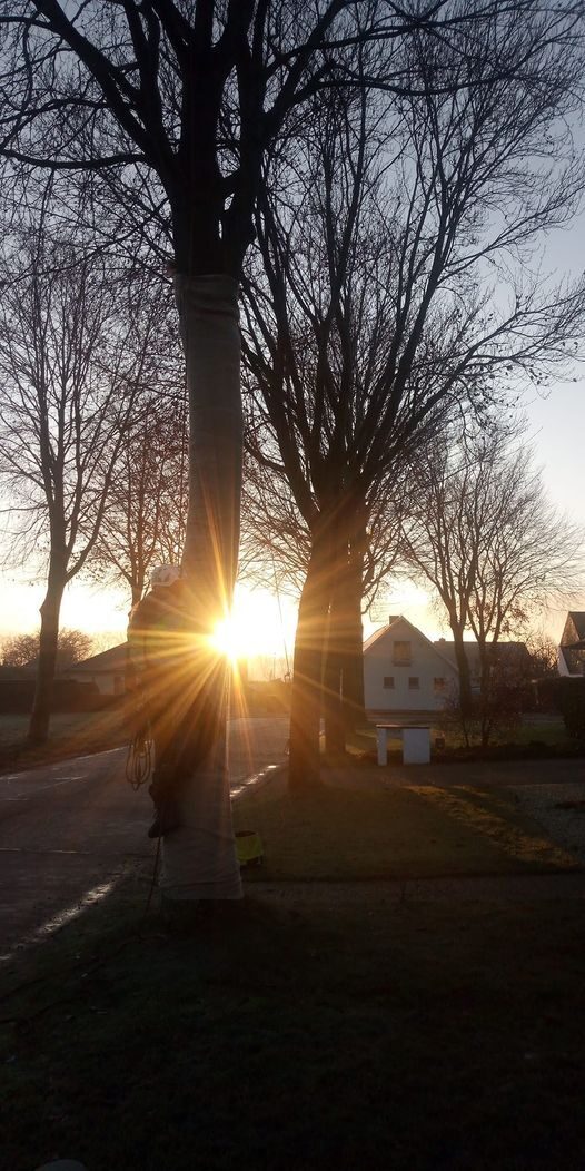 Beuken in jutte